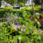 La ville de Pont-l'Évêque renouvelle sa 4ᵉ fleur au concours des Villes et Villages Fleuris