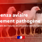 Influenza aviaire hautement pathogène : renforcement des mesures de prévention dans le Calvados